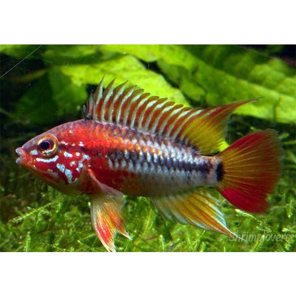 Apistogramma Viejita "Type III"