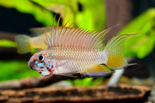 Apistograma Megaptera