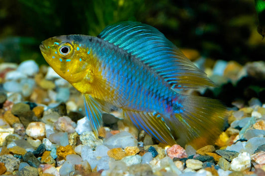 Borelli's Dwarf Cichlid (Apistogramma Borellii)