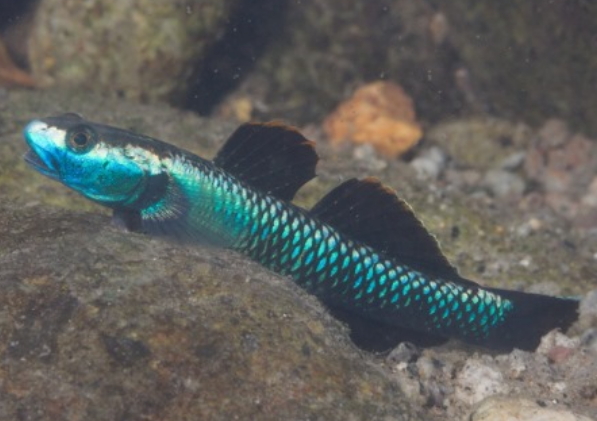 Atro Blue neon stiphodon (Stiphodon atropurpureus)