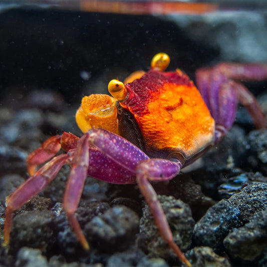 Apricot Vampire Crab (Geosesarma dennerle)