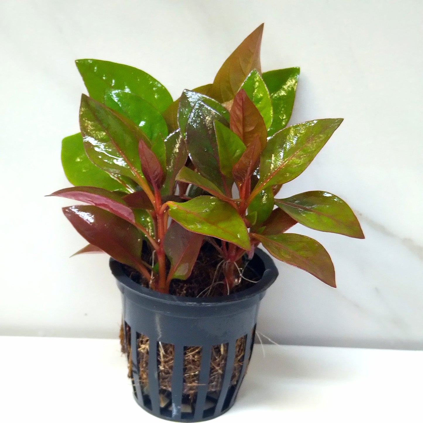 Alternanthera Red Broad