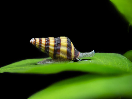 assassin snail