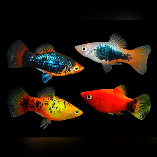 Assorted platy