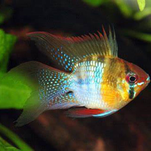 Longfin German Balloon Ram  (Mikrogeophagus Ramirezi)