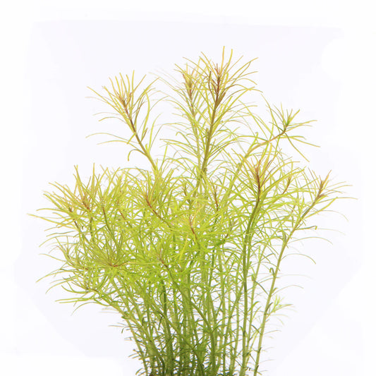 IC400	Rotala nanjean