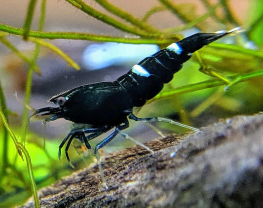 Black King Kong Shrimp (Caridina cf. cantonensis)