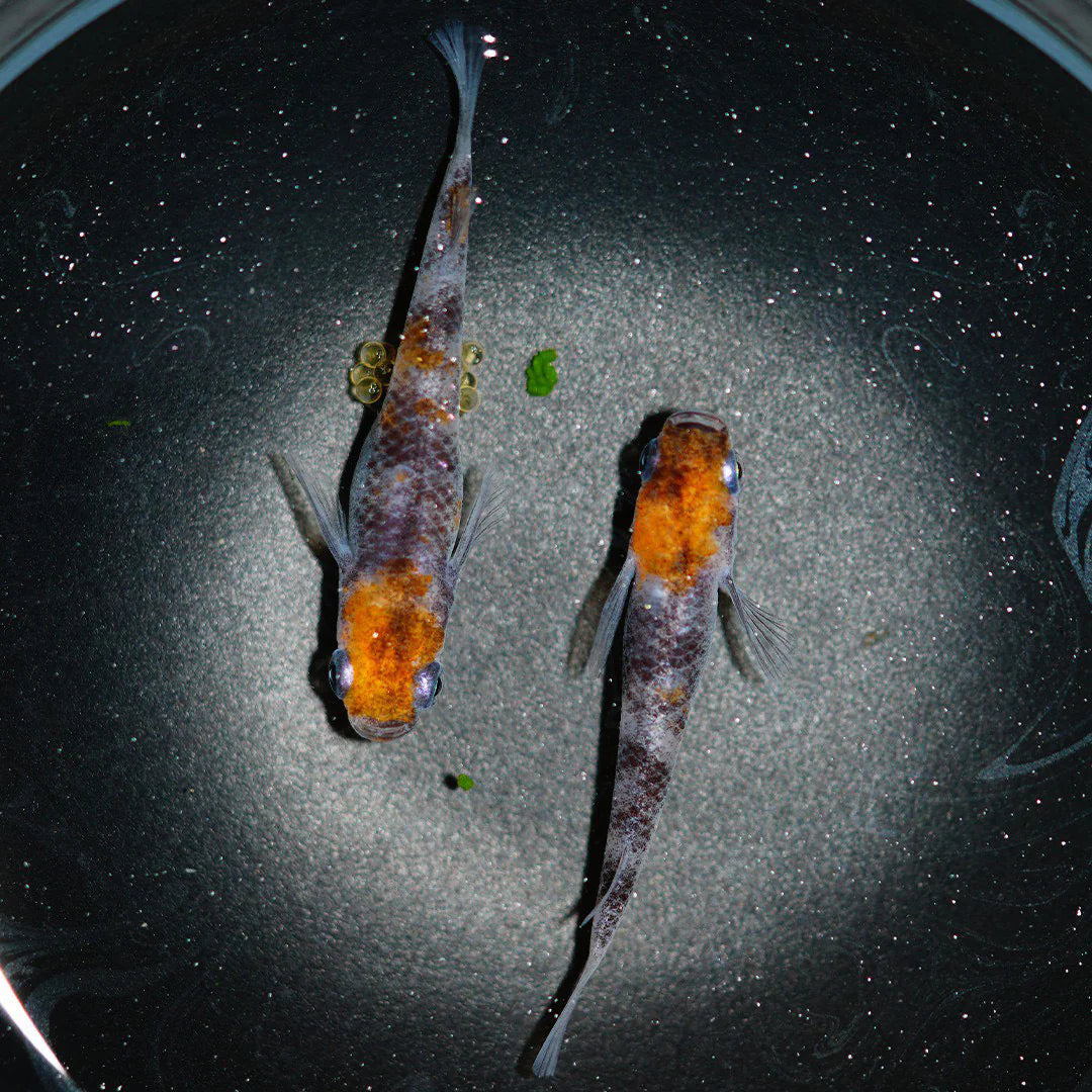 Lame Rice Fish Tri-Color Lame ricefish (Medaka) – Aquapets ( KowloonAquarium)