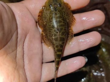 Sichuan butterfly loach (Beaufortia szechuanensis)