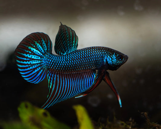 Betta gourami best sale