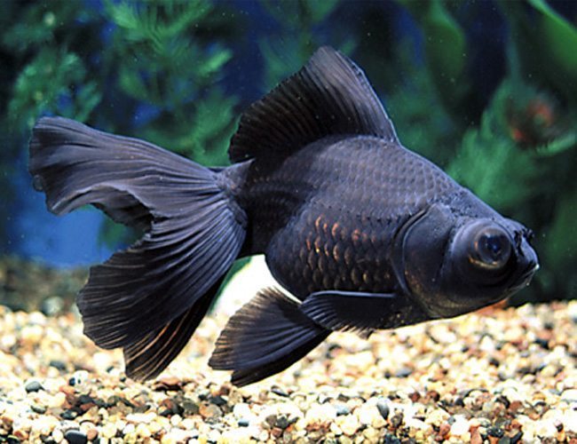 Black Moor Goldfish (Carassius auratus)