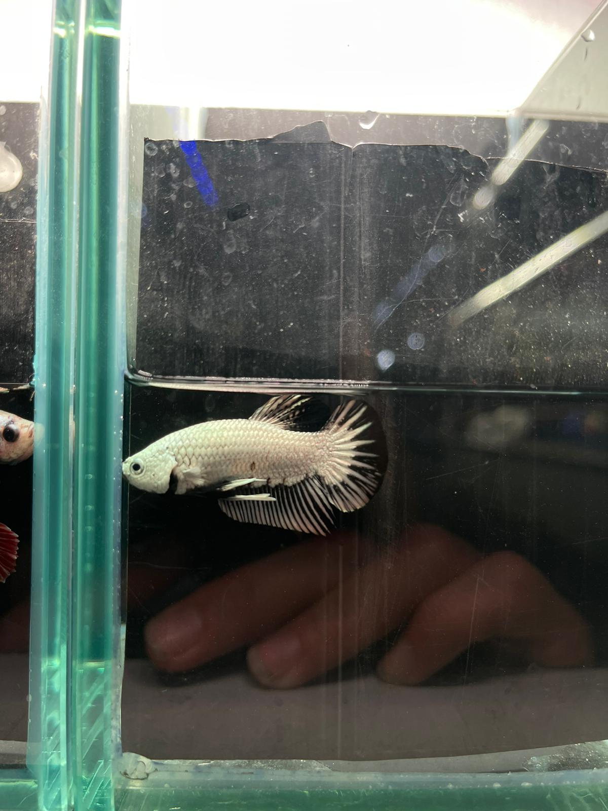 Black Dragon betta