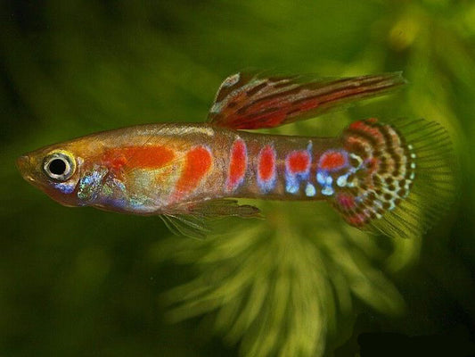 Ginga Rubra Endler Guppy (Mixed grading)