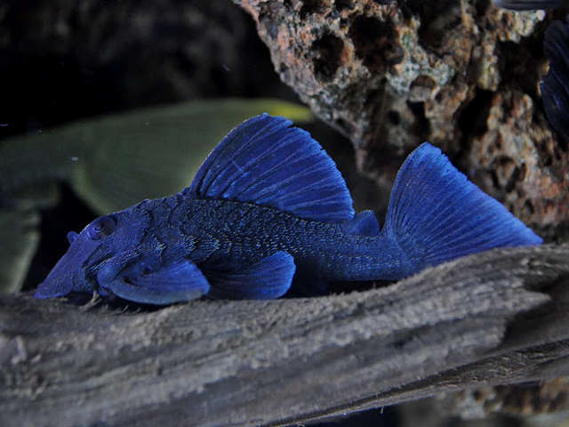 L239 Blue panaque - Baryancistrus beggini