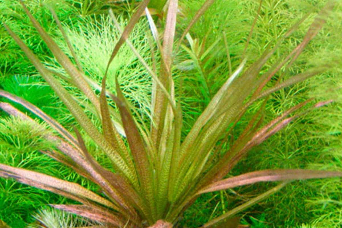 Blyxa Aubertii