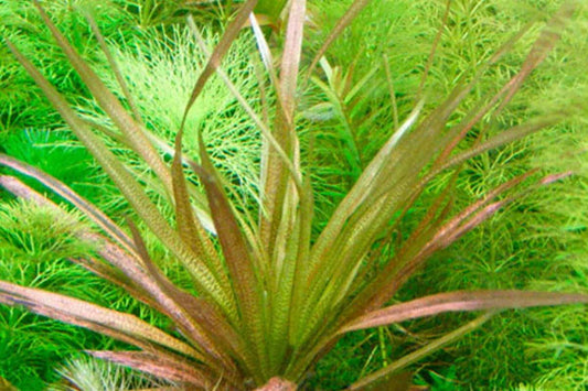 Blyxa Aubertii