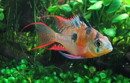 Bolivian Ram (Mikrogeophagus Altispinosa)