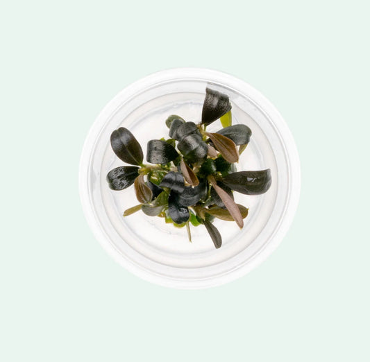 Bucephalandra brownie phoenix brown