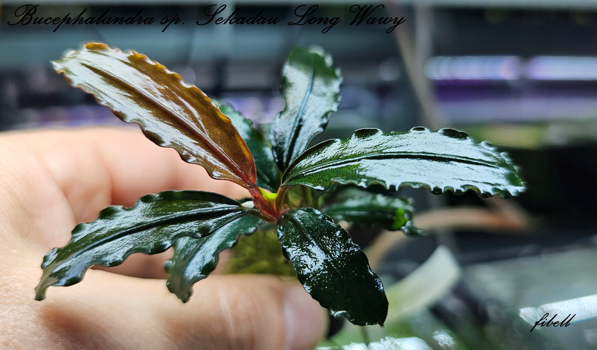 Bucephalandra sp. Artemis – Aquapets ( KowloonAquarium)