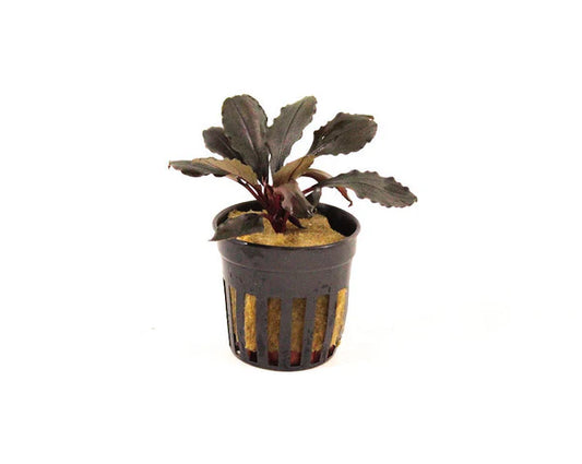 Bucephalandra red central