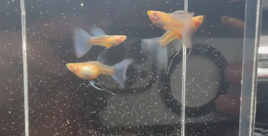 Albino Blue Sky "C" Ribbon Fin