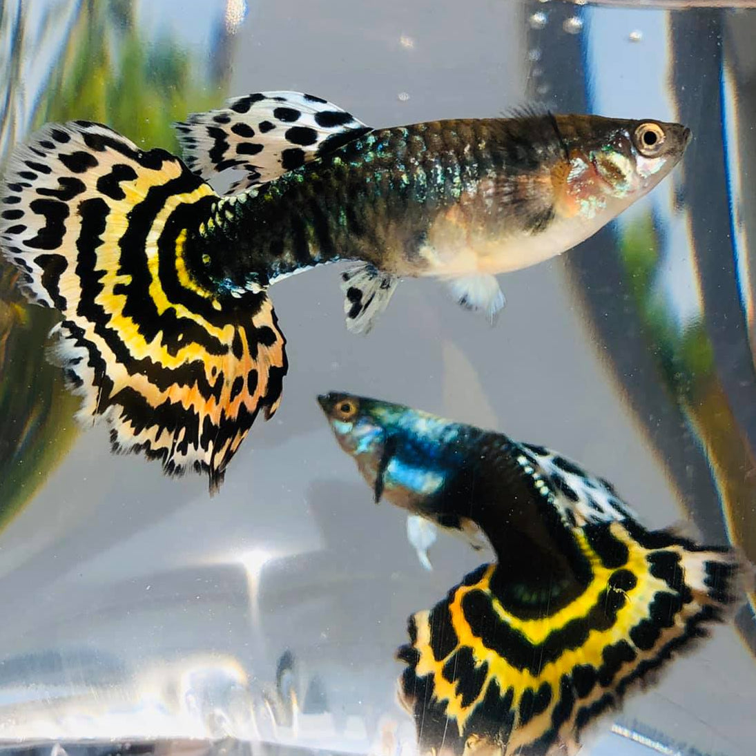 Yellow Tiger guppy (Poecilia reticulata) (Mix Grade)