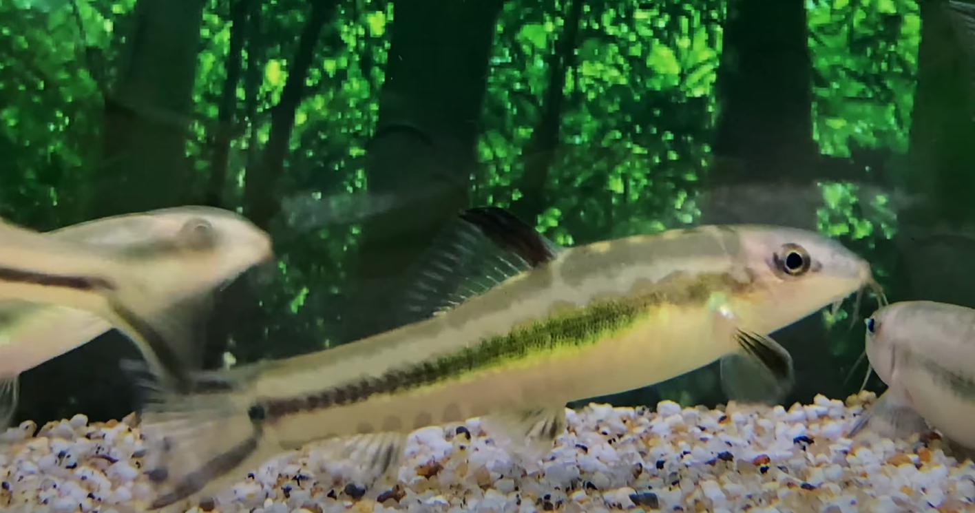 China Rainbow Loach Traccatichthys Pulcher Aquapets KowloonAquarium China Rainbow Loach Traccatichthys Pulcher Aquapets KowloonAquarium
