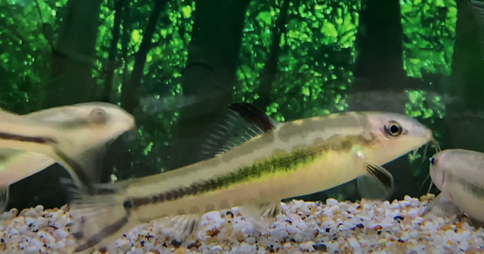 China rainbow loach (Traccatichthys pulcher)