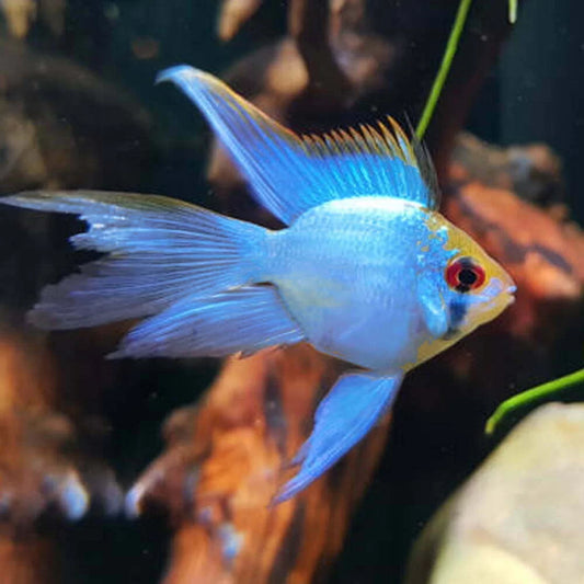 Longfin Electric Blue Balloon Ram (Mikrogeophagus Ramirezi)