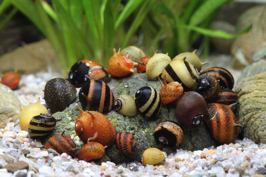 Mix Horned Snail (Clithon Corona)