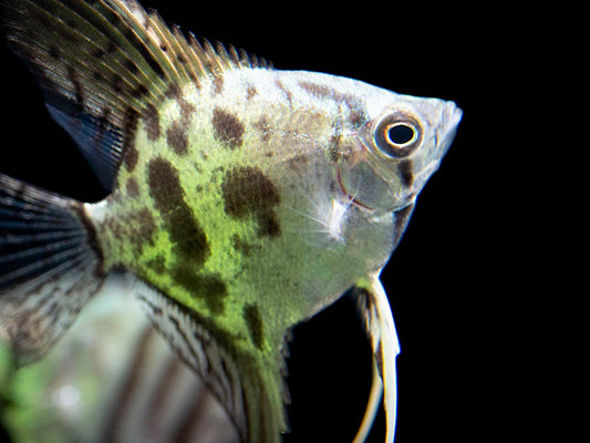 Snakeskin Clown Angelfish (Pterophyllum Scalare)