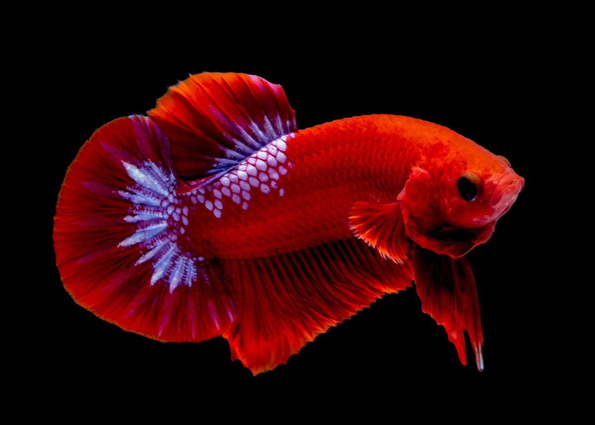 hellboy betta