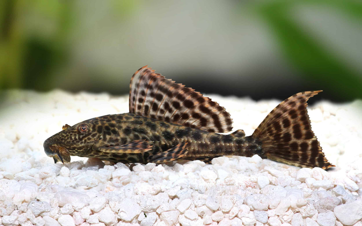 Common Pleco (Hypostomus plecostomus)