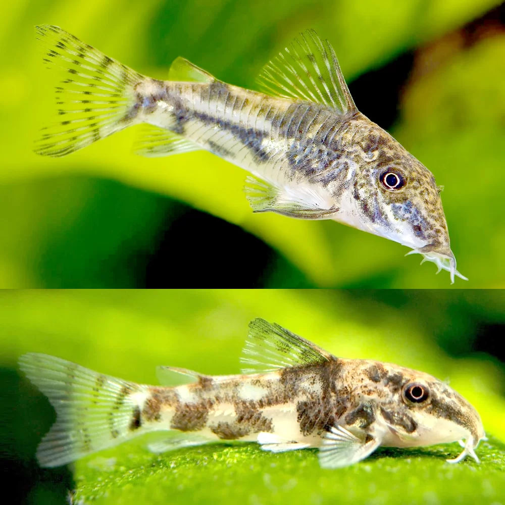 Golden Barbatus Cory(Scleromystax Barbatus)