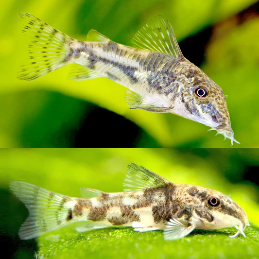 Golden Barbatus Cory(Scleromystax Barbatus)