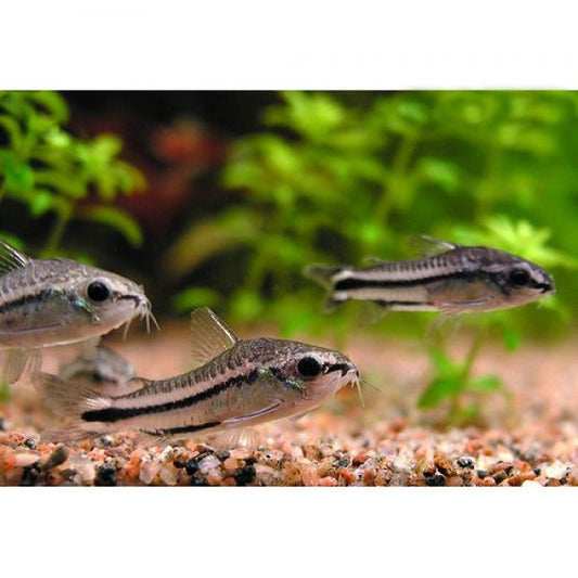 Pygmy Corydoras (Corydoras pygmaeus)