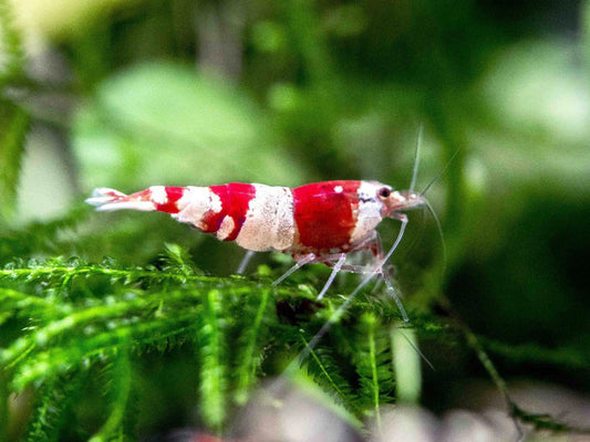 Red Crystal Shrimp (Caridina cf. cantonesis)