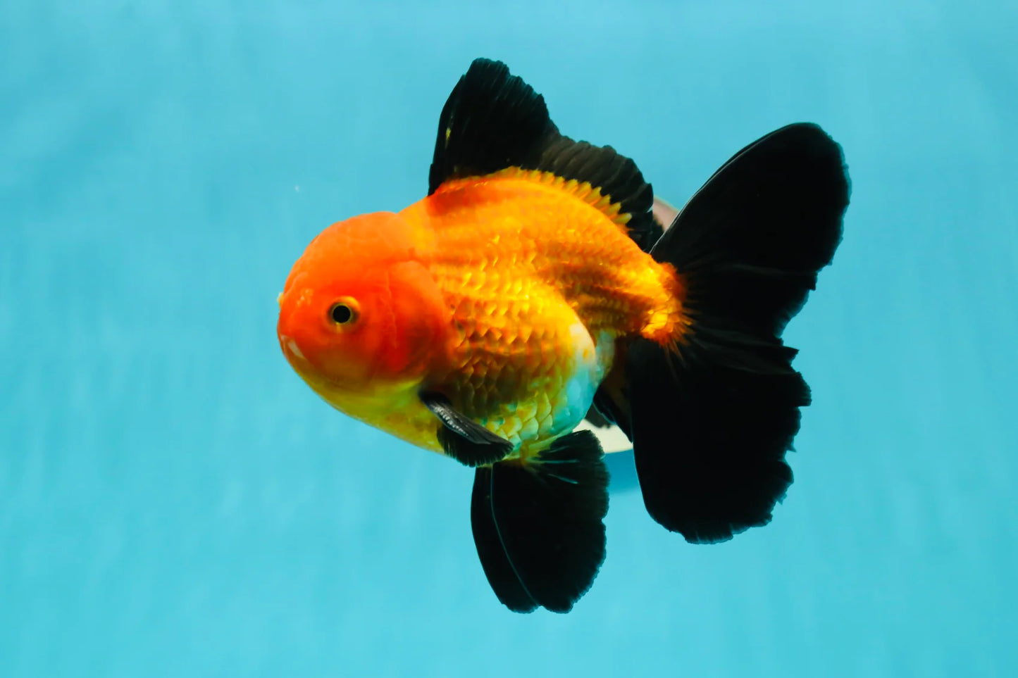 Orange & Black Oranda (Carassius auratus)