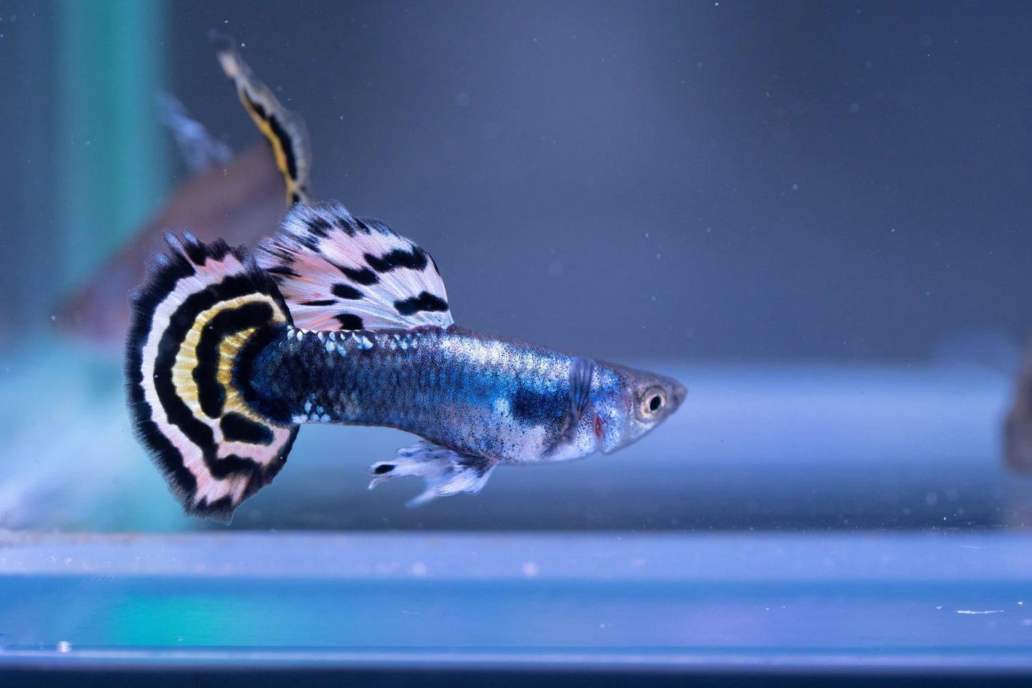 Blue Tiger guppy (Poecilia reticulata) (Mix Grade)