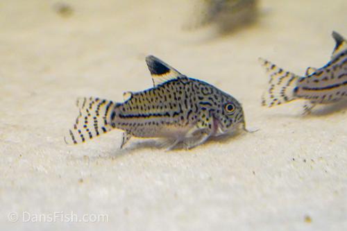 False Julii Cory(Corydoras Trilineatus)