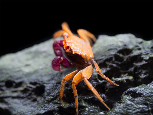 Disco Vampire Crab (Red)(Geosesarma Tiomanicum)
