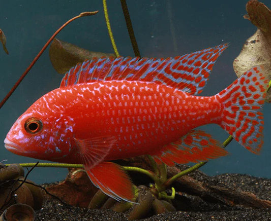 Dragon blood Peacock