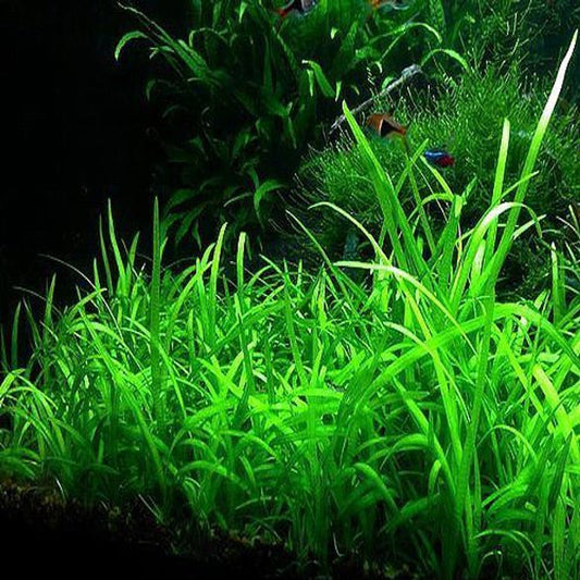Sagittaria Pusilla