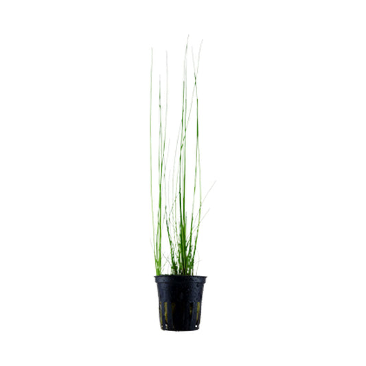 Eleocharis montevidensis - Giant Hair Grass
