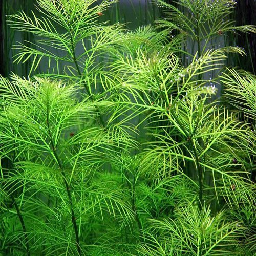 Myriophyllum mattogrossense - Green