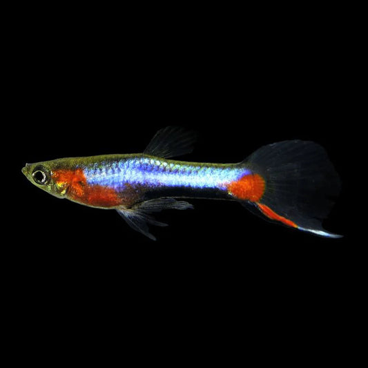 French Blue Star Endler Guppy (Poecilia wingei)