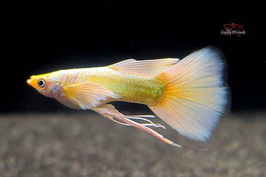 Full Gold 24k Ribbon Guppy (Pair)