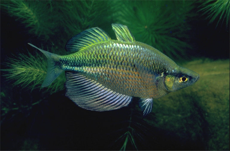Emerald Rainbowfish (glossolepis lacustris)