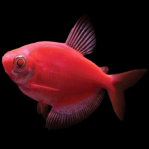 Color Skirt Tetra (	Gymnocorymbus ternetzi)