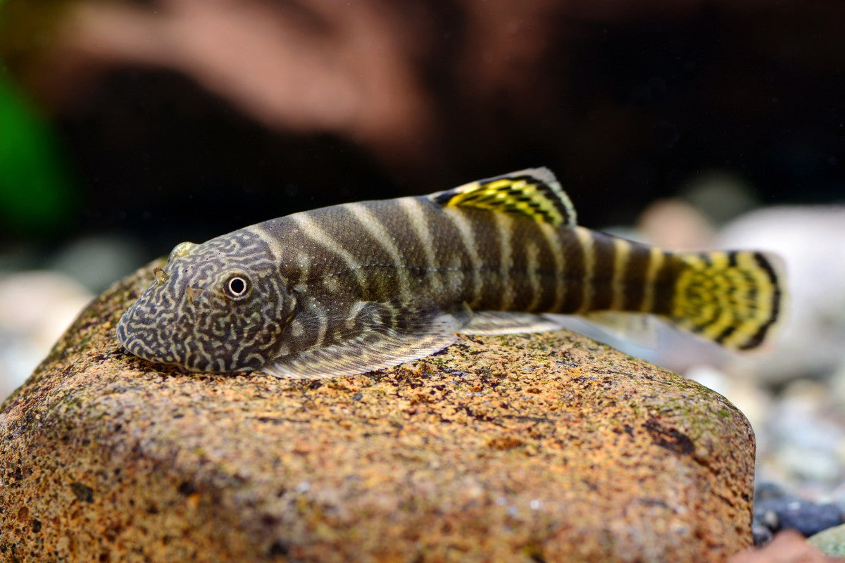 striped Borneo hillstream loach  (Gastromyzon viriosus)